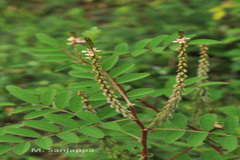 Indigofera hirsuta
